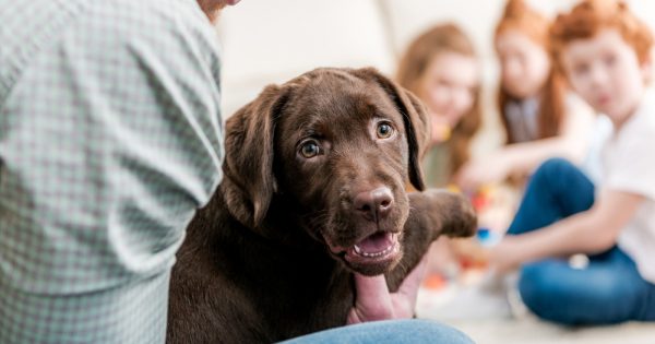 Quel rôle un chien doit-il jouer dans la famille ?