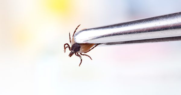 Tiques : conseils pour protéger les enfants