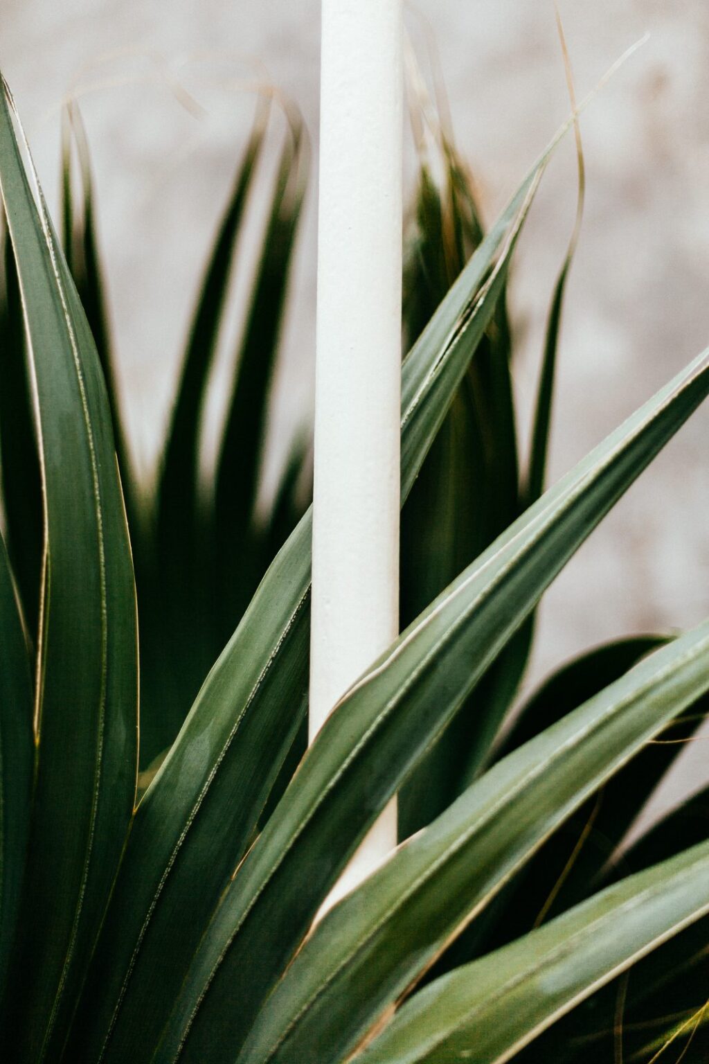 Tout ce dont vous avez besoin pour démarrer votre propre jardin biologique home renovation