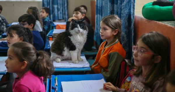 A l’école avec les chats errants : une initiative turque pour encourager les études A l'école avec les chats errants : une initiative turque pour encourager les études