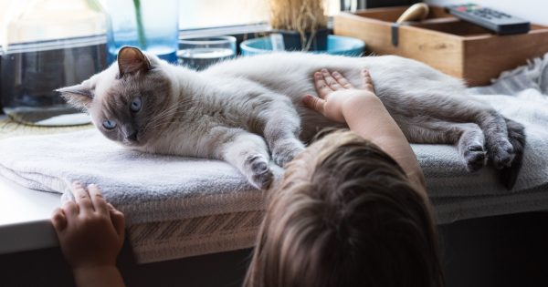 Le chat dans la maison protège les enfants contre l'asthme