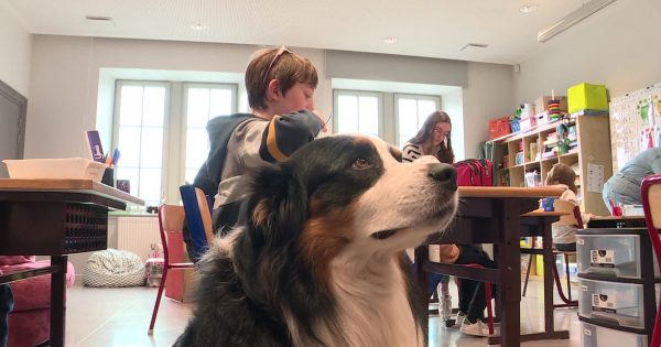 Autisme et zoothérapie : le cas emblématique français de Pirate