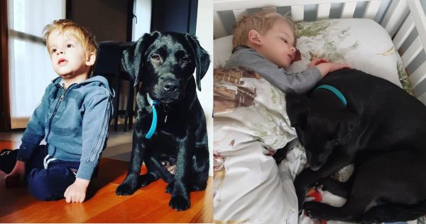 La douce histoire de César et Joy