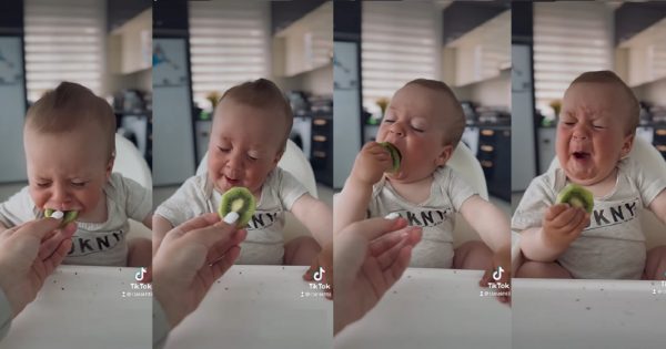 N’abandonnez jamais : la vidéo du petit Mark se débattant avec un kiwi devient virale N'abandonnez jamais : la vidéo du petit Mark se débattant avec un kiwi devient virale