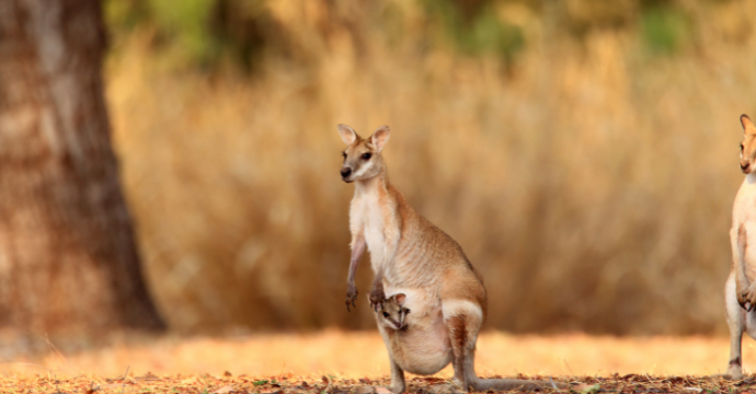 Darwin - les meilleures villes à visiter en Australie