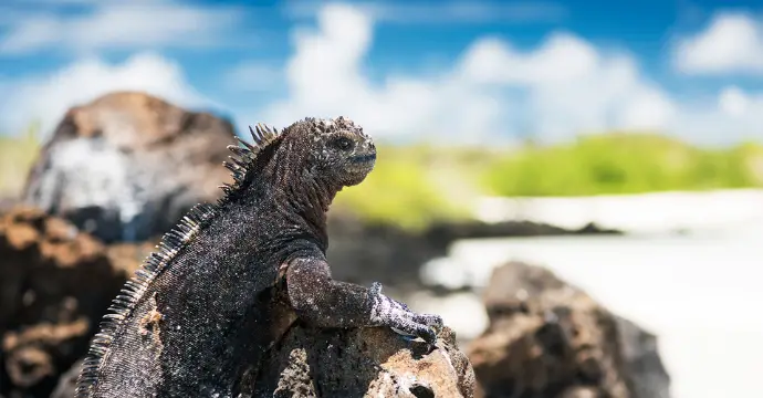 Îles Galapagos : Équateur