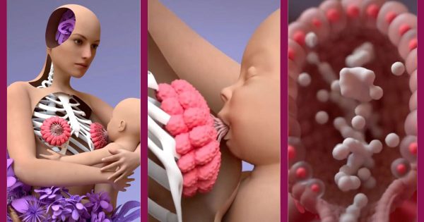 Qu'arrive-t-il au corps d'une mère pendant l'allaitement ? Une vidéo sur TikTok nous montre