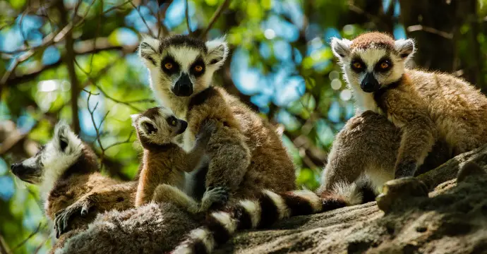 Meilleure période pour voyager à Madagascar
