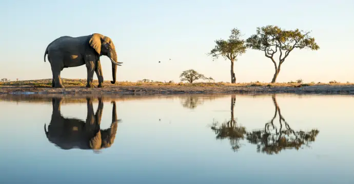 Parc national de Chobe Safaris africains