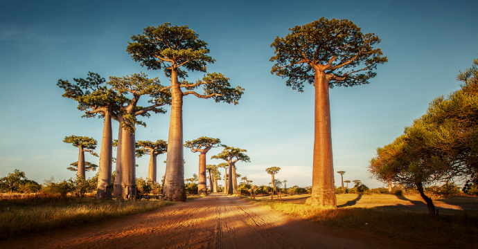 Madagascar : des lieux de voyage exotiques