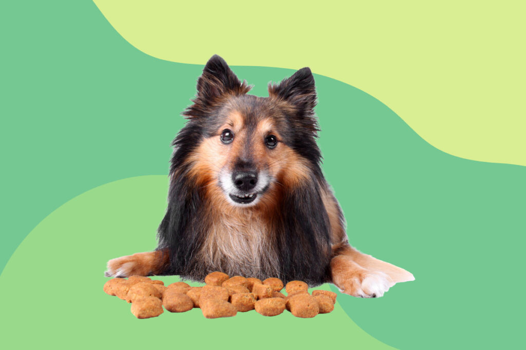 La réponse conditionnée dans le conditionnement classique dog with food