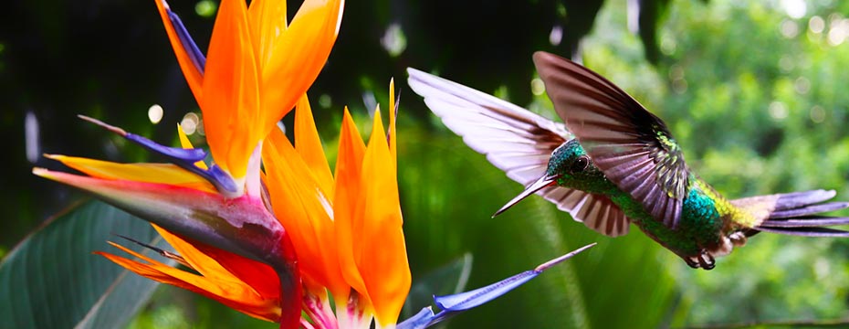 Que voir au Costa Rica : des plages aux volcans Que voir au Costa Rica : des plages aux volcans