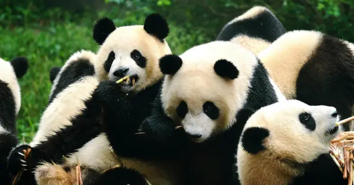 Pandas géants : visites en Chine
