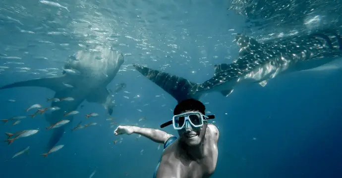 Nager avec des requins-baleines - les meilleures choses à faire aux Philippines 