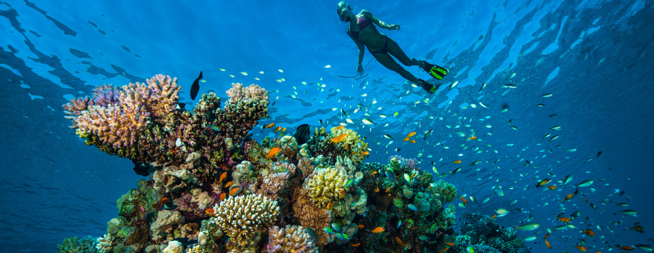 Où trouver les plus beaux récifs coralliens du monde ? Coral reefs around the world