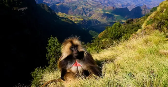 Montagnes du Simien : les plus beaux endroits d'Afrique