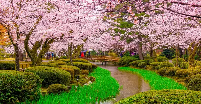 Fleurs de cerisier - festivals de printemps dans le monde entier