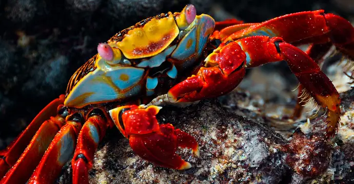 Crabe Sally-Pieds-Légers