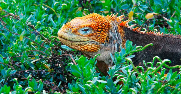 Iguane terrestre : animaux des îles Galapagos