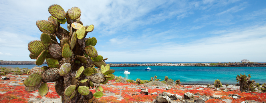 Des animaux uniques des îles Galápagos à voir si vous voyagez en Équateur !