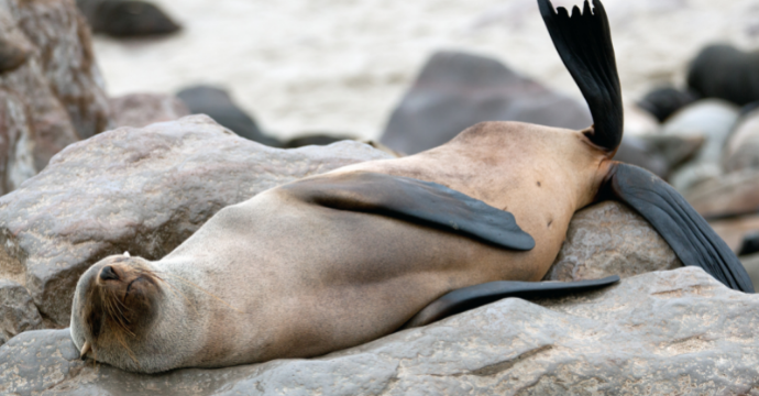 Skeleton Bay Namibie