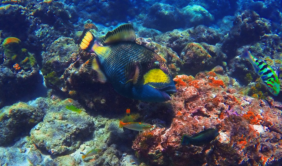 Deep Blue Sea : où plonger en Amérique