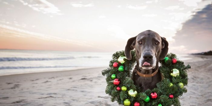 dog at the beach with a festive wreath around its neck