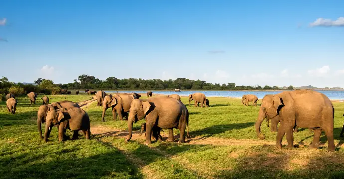 Parc national de Minneriya : Les animaux au Sri Lanka