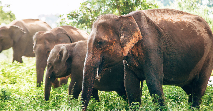 Parc national d'Udawalawe