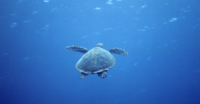 Parc national marin de Hikkaduwa