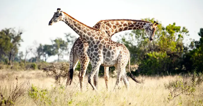 Botswana - les meilleurs safaris africains