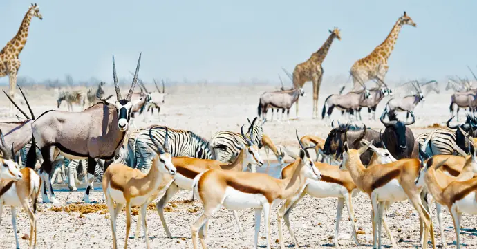Namibie - meilleurs safaris africains