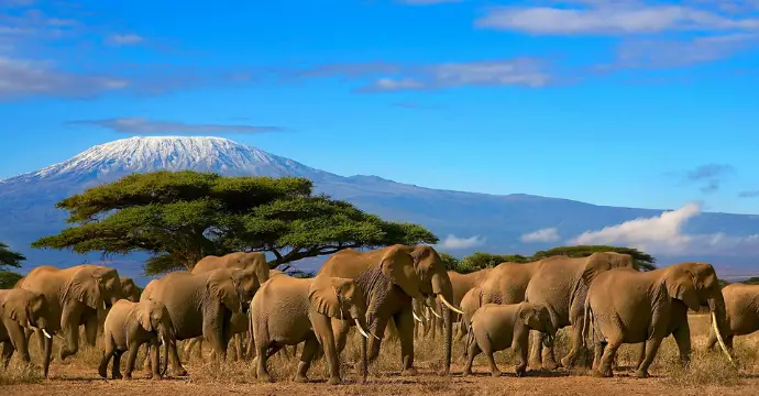 Tanzanie - les meilleurs safaris africains
