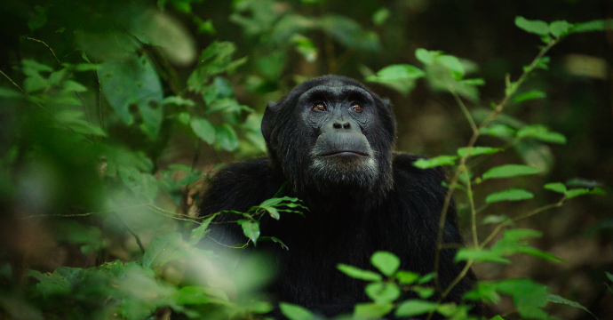 Ouganda - meilleurs safaris en Afrique