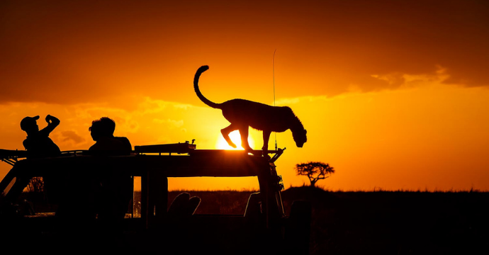 Afrique du Sud - meilleurs safaris africains