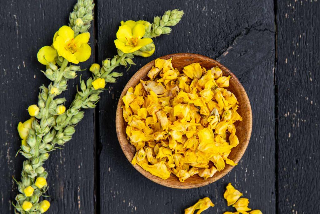 Qu'est-ce que la tisane de molène et est-elle bonne pour les poumons ?