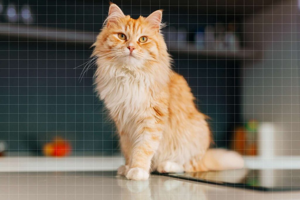Bobby Flay et les chats sur les comptoirs de cuisine : Est-ce sans danger ?