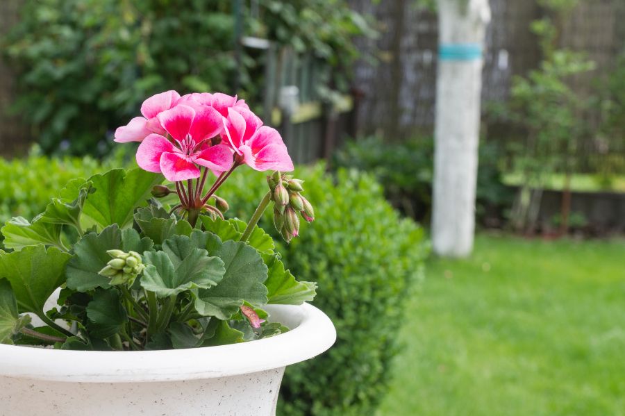 Décorer avec des fleurs de printemps Geranios