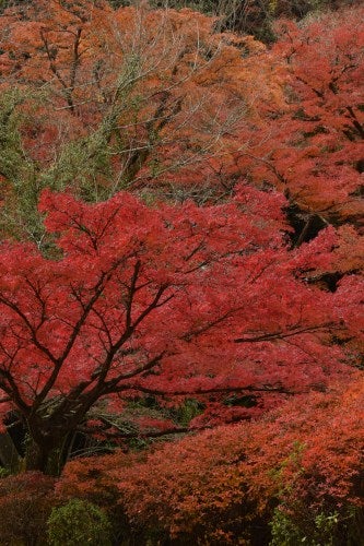 Comment planifier votre voyage au Japon autour des festivals de novembre