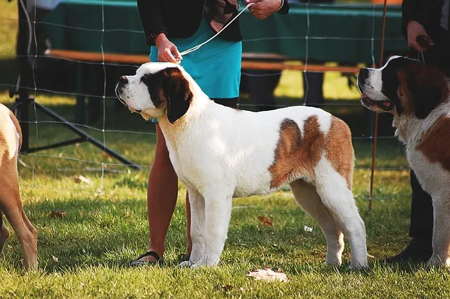 Crufts 2026 : une plongée en profondeur dans l'exposition canine la plus célèbre au monde Crufts 2026 : une plongée en profondeur dans l'exposition canine la plus célèbre au monde