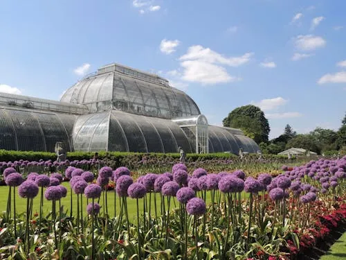 Kew Gardens Palm House with purple allium flowers in foreground