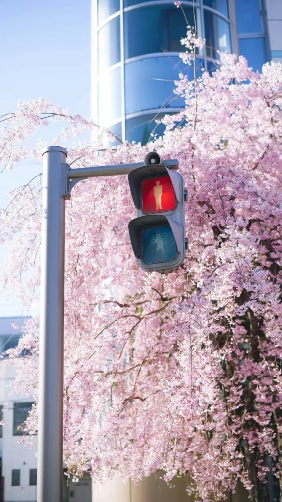Événements régionaux au Japon – mars 2026 (Au-delà de la Route de l’Or) Photograph of cherry blossoms and traffic light in Matsumoto, Japan