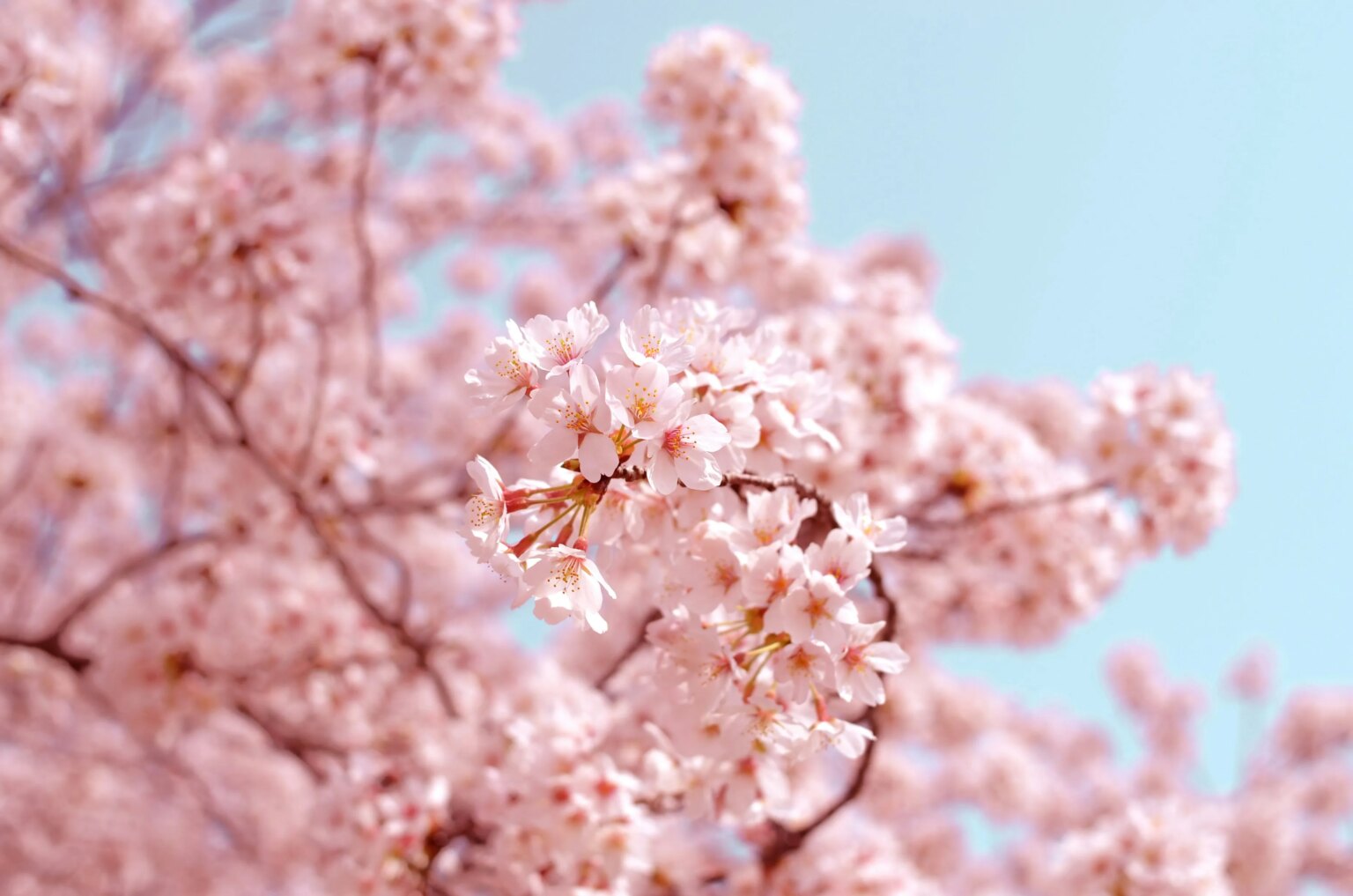 White plum blossoms (ume) on tree branches