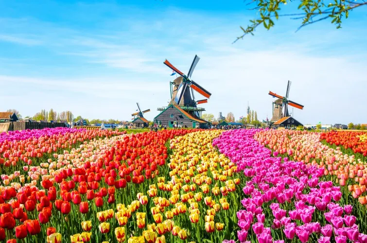 Saison des tulipes à Amsterdam en mars 2026 : à quoi les voyageurs doivent s'attendre