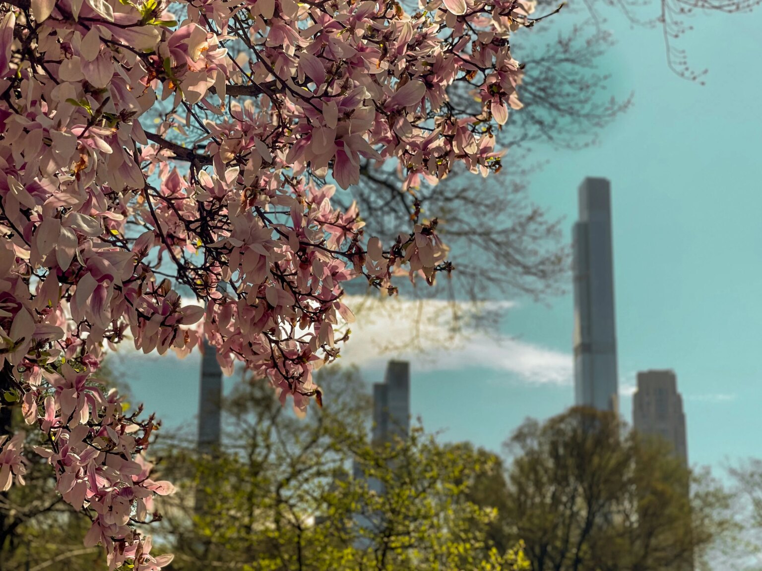 NYC Cherry Blossoms 2026 : meilleur moment, meilleurs spots et photos Conseils d'initiés