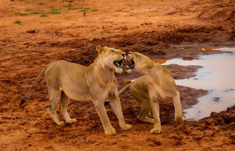 Comment planifier votre voyage 2026 au Kenya : le guide définitif d'entrée et d'itinéraire