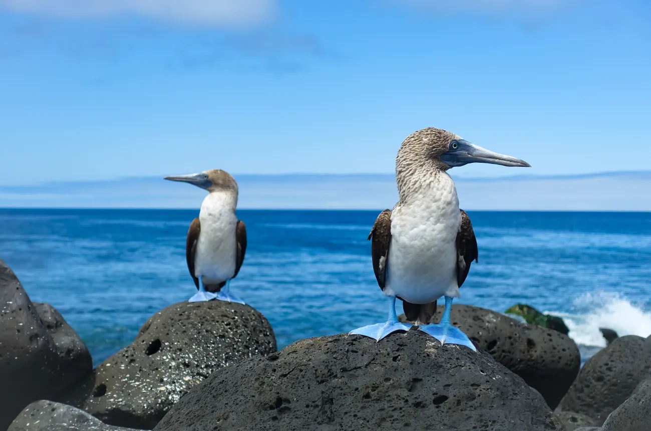 Fous à pieds bleus sur l'île des Galapagos, Saint Cristobal, assis dessus