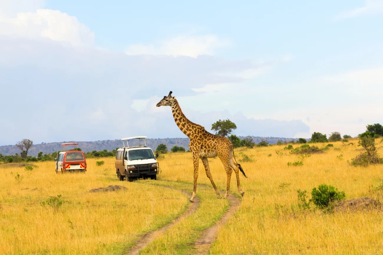 Girafe traversant la route dans la réserve nationale du Masai Mara pendant un safari au Kenya