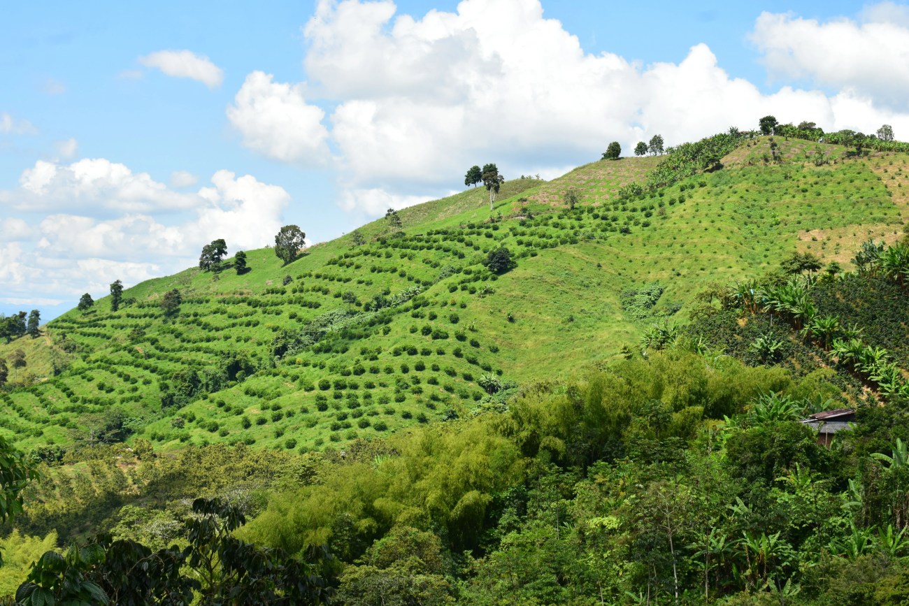 paysage dans l'axe du café Colombie