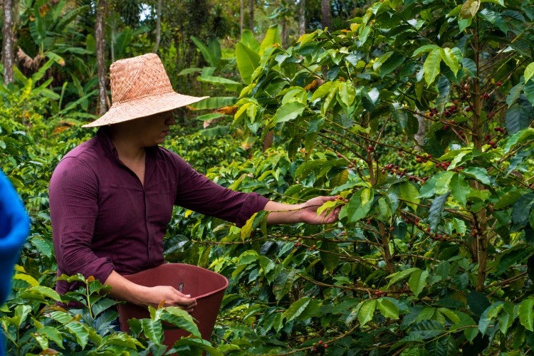 Día del Campesino 2026 : Célébrer la vie rurale et les traditions en Colombie